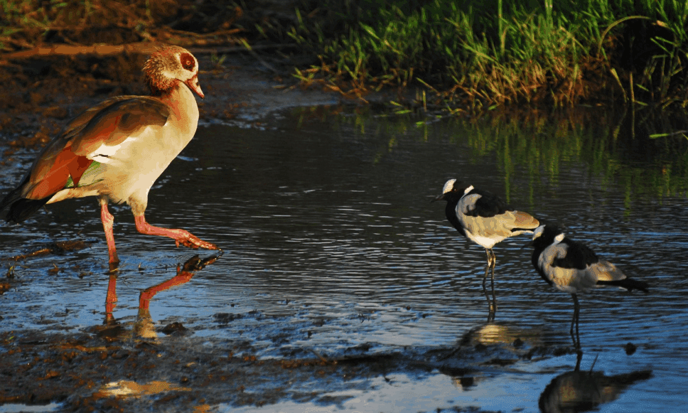 from-nairobi-to-the-mara:-where-wildlife-calls: